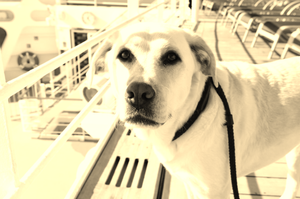 El primer crucero apto para perros zarpará en 2025